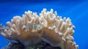 紅海魚缸怎么樣造景好看視頻教程水族造景視頻教程：紅海魚缸怎么樣造景好看
