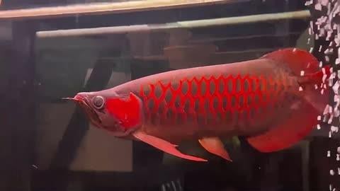 超血紅龍魚發色飼料推薦