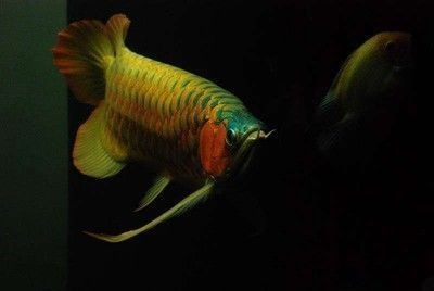 龍魚老孫公眾號（關于龍魚老孫公眾號的具體信息）