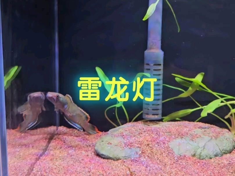 雷龍魚用什么燈比較好 雷龍魚用什么燈比較好 龍魚百科 第7張