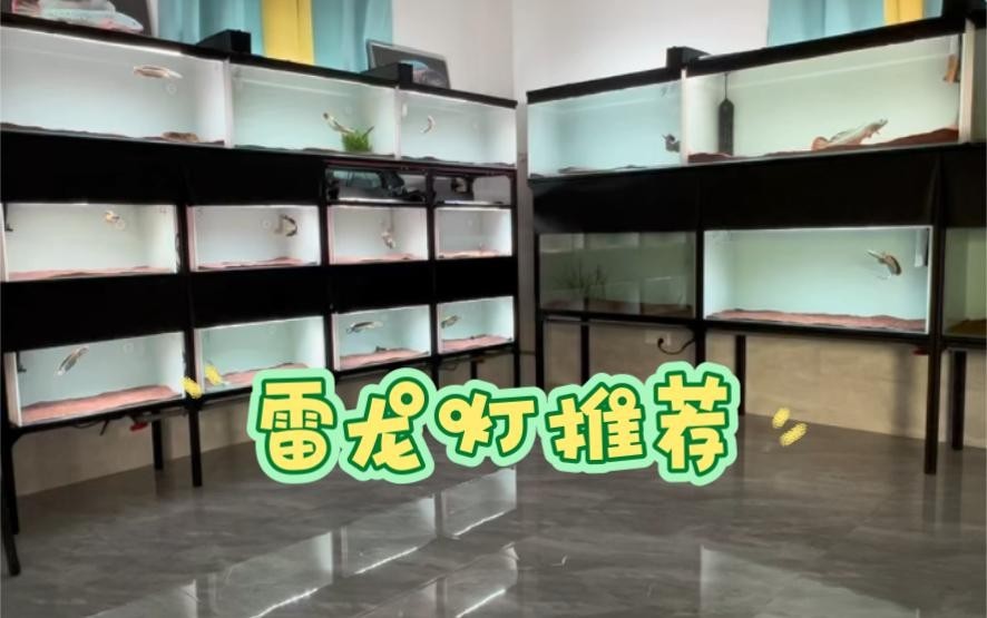 雷龍魚用什么燈比較好 雷龍魚用什么燈比較好 龍魚百科 第4張