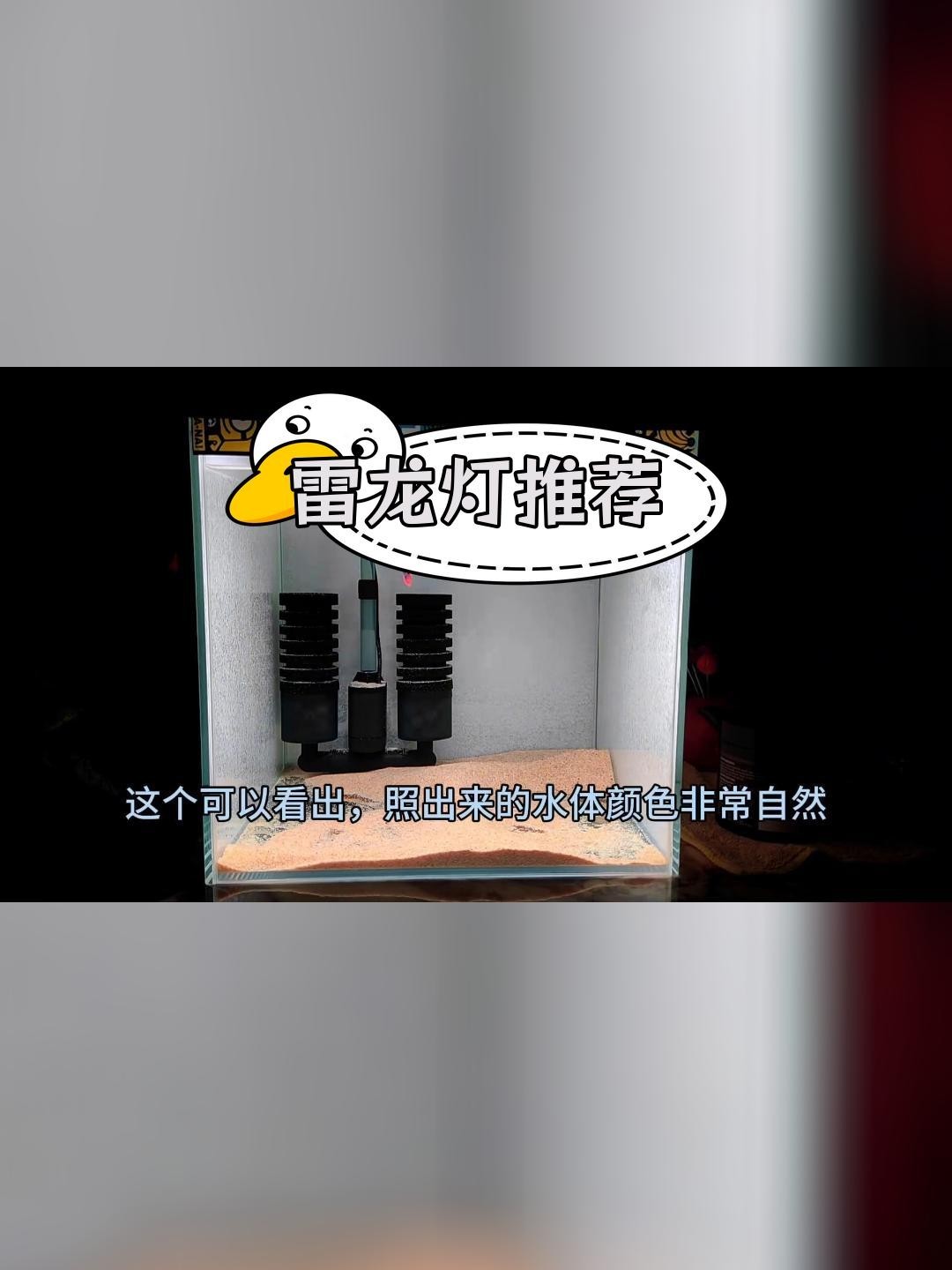 雷龍魚用什么燈比較好 雷龍魚用什么燈比較好 龍魚百科 第3張