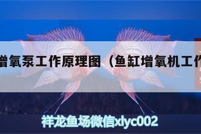 魚缸水變渾濁怎么解決視頻（如何解決魚缸水變渾濁的問題） 魚缸水變渾濁怎么解決視頻（如何解決魚缸水變渾濁的問題） 魚缸百科