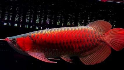 虎躍龍?zhí)豆倬W(wǎng)龍魚之巔：關(guān)于虎躍龍?zhí)逗妄堲~之巔之間的關(guān)系