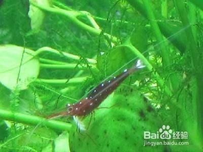 六角恐龍魚缸底部如何布景圖：六角恐龍魚缸底部布景圖的設計要點和方法