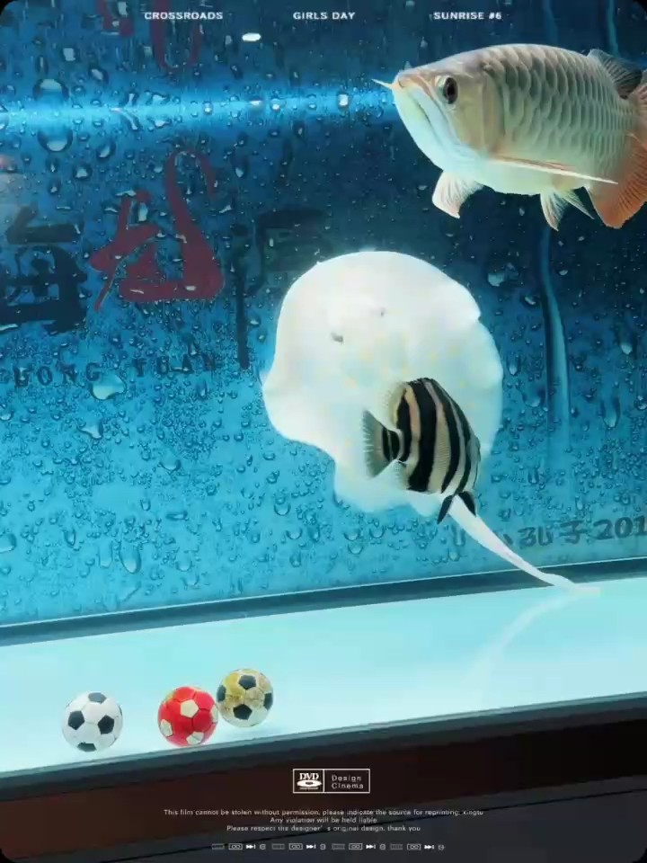 虎魚魟魚白子
