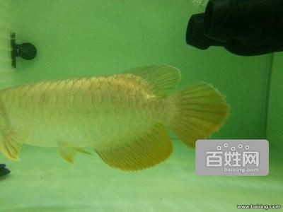 龍魚去哪里批發最好賣：廣州花地灣越和花鳥魚蟲市場、廣州花地灣越和花鳥魚蟲市場