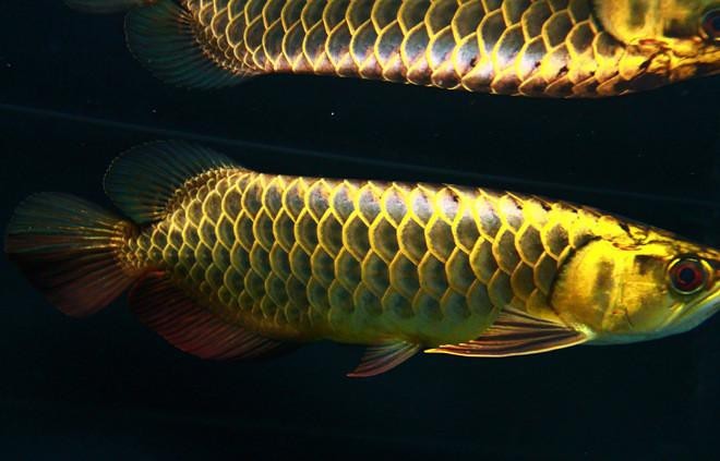 斑尾龍魚圖片大全大圖欣賞 斑尾龍魚圖片大全大圖欣賞 龍魚百科 第23張