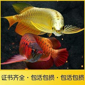 斑尾龍魚圖片大全大圖欣賞 斑尾龍魚圖片大全大圖欣賞 龍魚百科 第22張