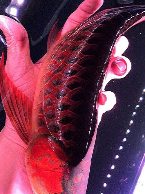 斑尾龍魚圖片大全大圖欣賞 斑尾龍魚圖片大全大圖欣賞 龍魚百科 第26張