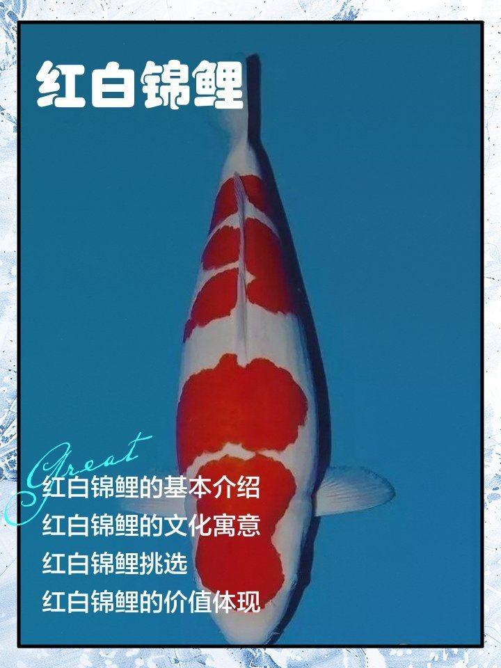 紅白色錦鯉的寓意和象征 紅白色錦鯉的寓意和象征 龍魚(yú)論壇 第3張