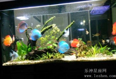 魚缸擺放如何影響家居氣場？：如何正確布置家中的魚缸