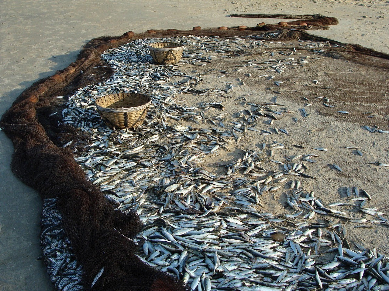 鰭魚俗稱什么魚