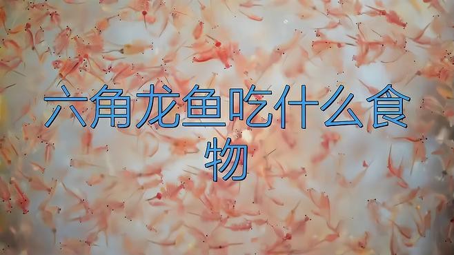 六角龍魚吃什么食物比較好？ 六角龍魚吃什么食物比較好？ 龍魚百科 第3張