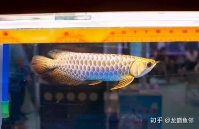 金龍魚(yú)挑選技巧和方法：挑選金龍魚(yú)的技巧和方法