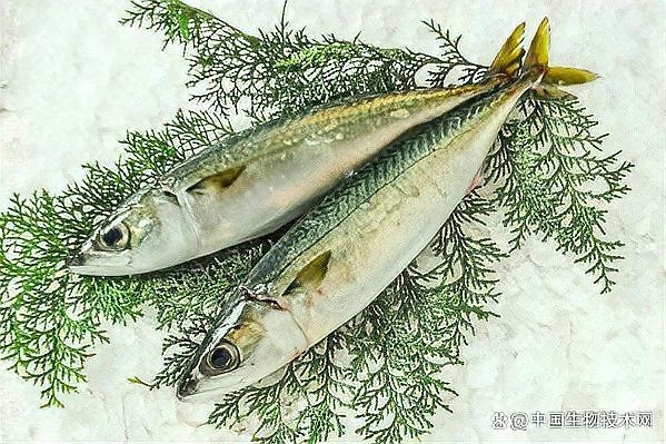 鯖魚是中國哪里產(chǎn)的
