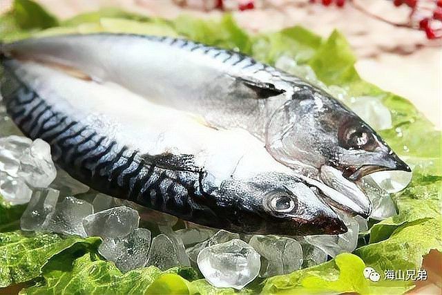 鯖魚是中國哪里產(chǎn)的