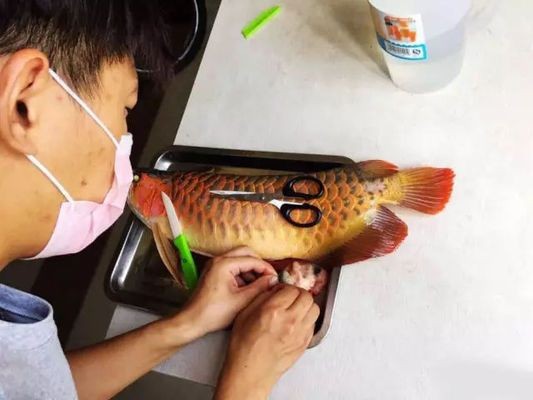 龍魚能吃活泥鰍嗎：龍魚是否能吃活泥鰍