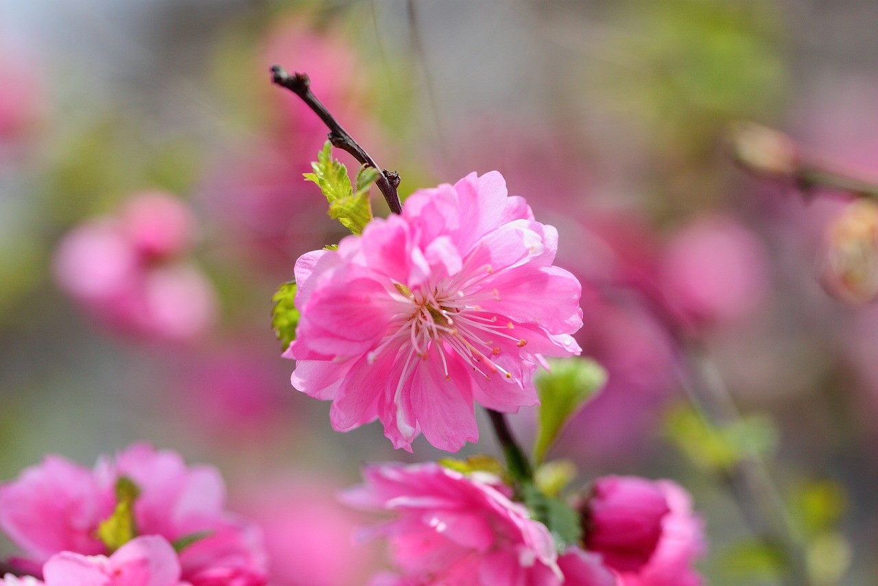 鄢陵縣盛隆花木有限責任公司（鄢陵縣盛隆花木有限責任公司電話）