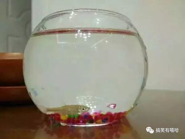 我的心愛之物魚缸里的小魚：—魚缸里的小魚常見疾病及防治方法