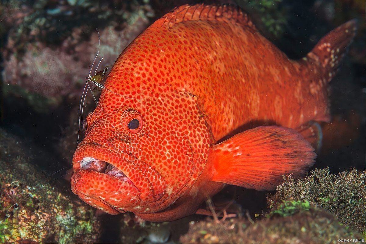 紅斑魚的功效與作用 龍魚論壇 第5張 紅斑魚的功效與作用 紅斑魚的功效與作用 龍魚論壇 第5張