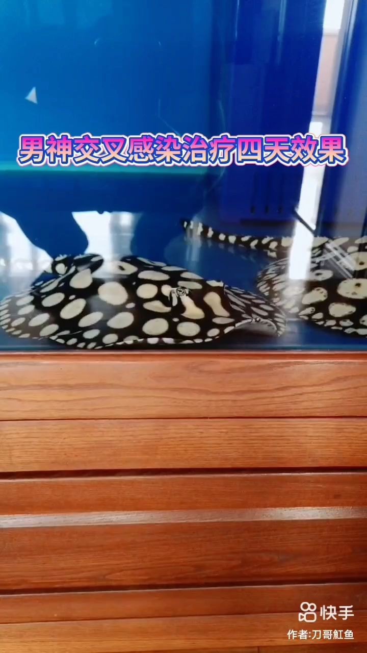 黑龍江龍魚一月多少錢：黑龍江龍魚一個(gè)月多少錢？
