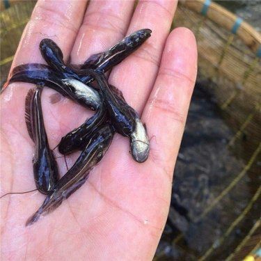 胡子鯰魚苗哪里有賣