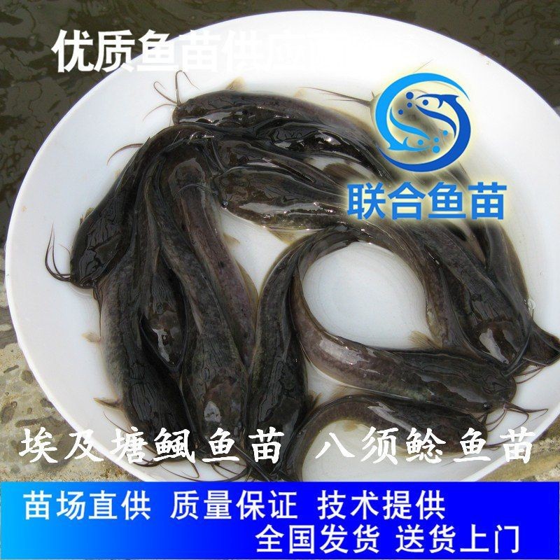 胡子鯰魚苗哪里有賣