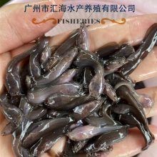 胡子鯰魚苗哪里有賣
