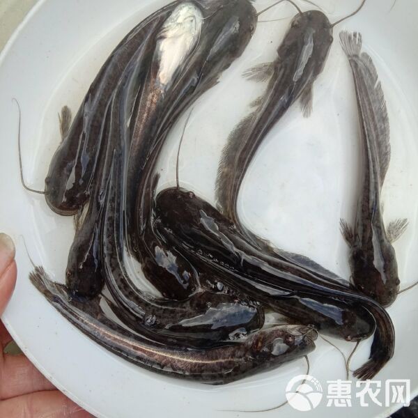 胡子鯰魚苗哪里有賣