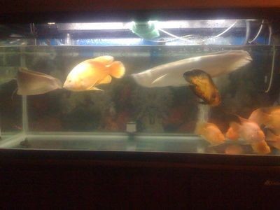 龍魚一側(cè)掉眼還傾斜的游：龍魚一側(cè)掉眼并傾斜游動(dòng)是一個(gè)值得關(guān)注的問題是由多種因素引起的