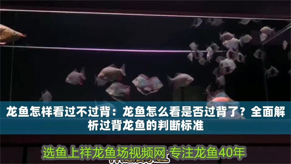 龍魚怎樣看過不過背：龍魚怎么看是否過背了？全面解析過背龍魚的判斷標準