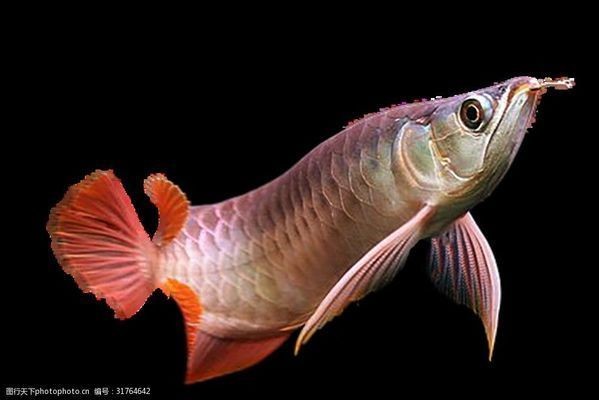龍魚一般水溫控制在多少度：龍魚養殖中的水溫管理是關鍵因素之一，龍魚換水溫差注意事項
