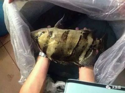 觀賞魚市場價格對比分析（觀賞魚市場價格對比）