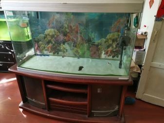 一米的魚缸寬度多少合適：一米長的魚缸寬度選擇取決于多種因素，一米魚缸寬度選擇取決于多種因素 一米的魚缸寬度多少合適：一米長的魚缸寬度選擇取決于多種因素，一米魚缸寬度選擇取決于多種因素 魚缸百科 第2張