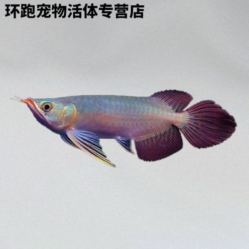 十大紅龍魚品牌圖片及價格介紹大全