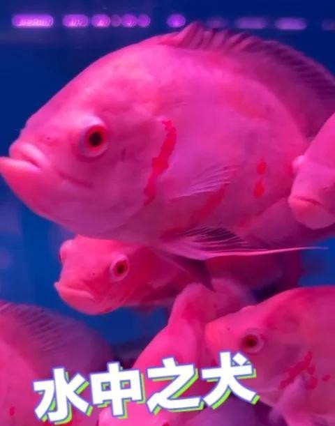 地圖魚養久了會認主人嗎