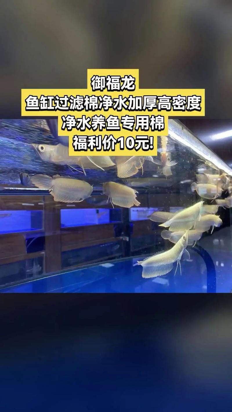養(yǎng)龍魚過(guò)濾材料哪種好些呢