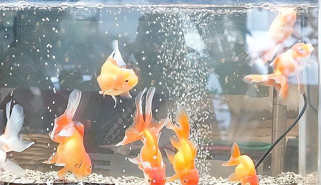 金龍魚幼苗的運(yùn)輸風(fēng)險(xiǎn)高嗎？ 金龍魚幼苗的運(yùn)輸風(fēng)險(xiǎn)高嗎？ 龍魚論壇 第3張