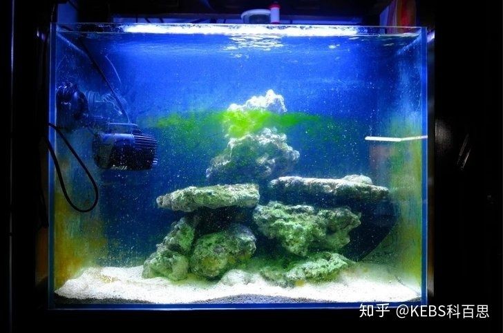 國內魚缸品牌有哪些：國內魚缸品牌【品牌排行榜前十名魚缸品牌排行榜 國內魚缸品牌有哪些：國內魚缸品牌【品牌排行榜前十名魚缸品牌排行榜 魚缸百科 第2張