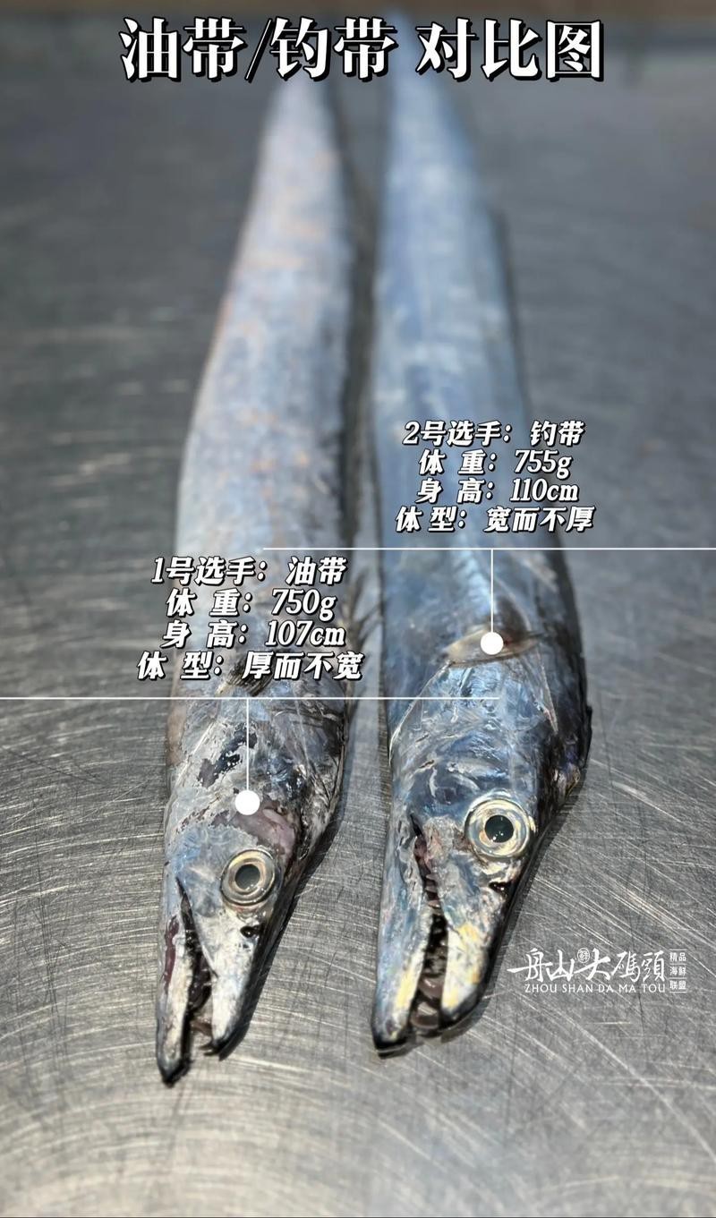 帶魚和刀魚的圖片