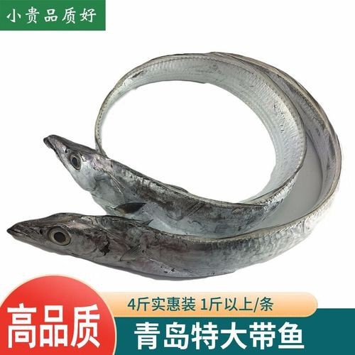 帶魚和刀魚的圖片