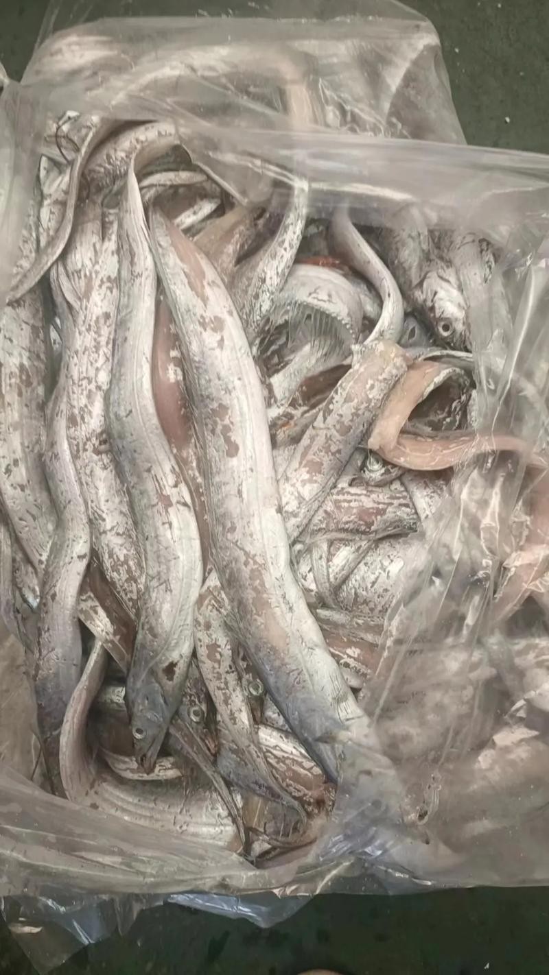 帶魚和刀魚的圖片