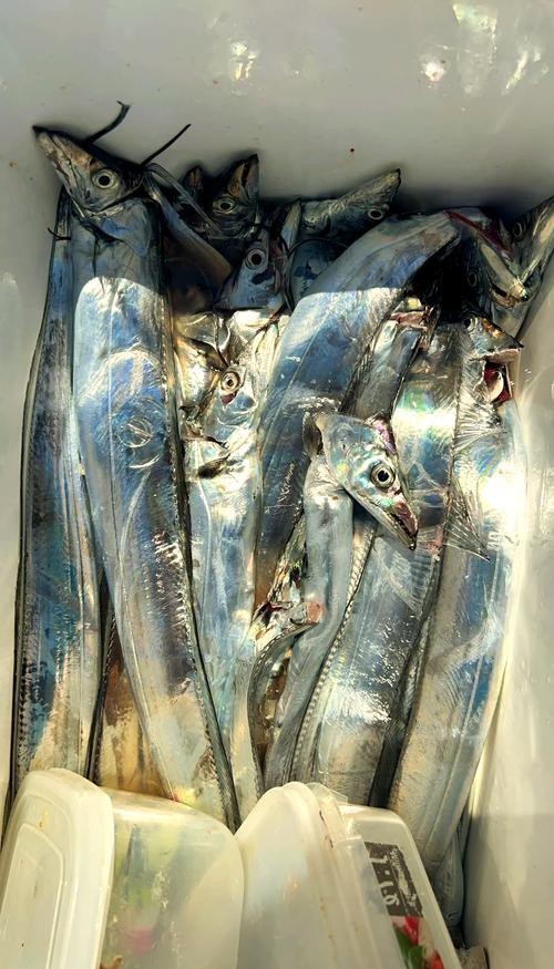 帶魚和刀魚的圖片