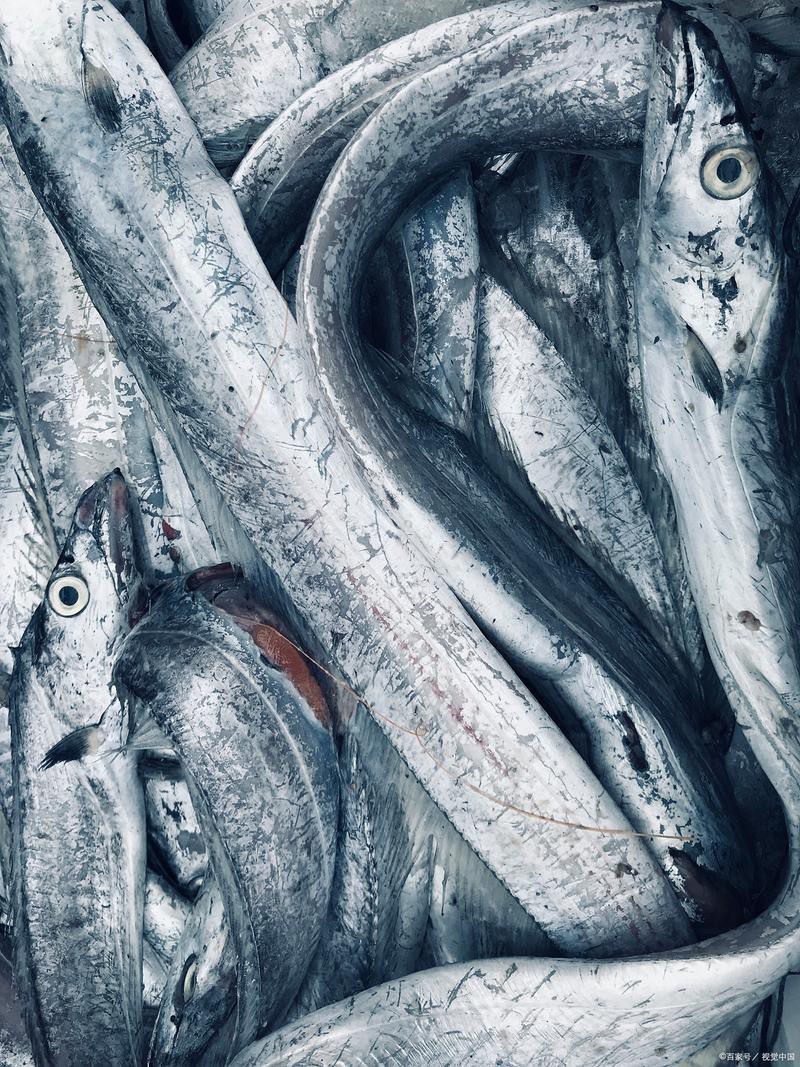帶魚和刀魚的圖片