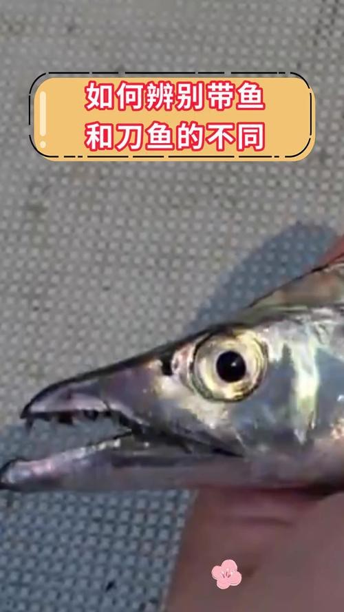 帶魚和刀魚的圖片