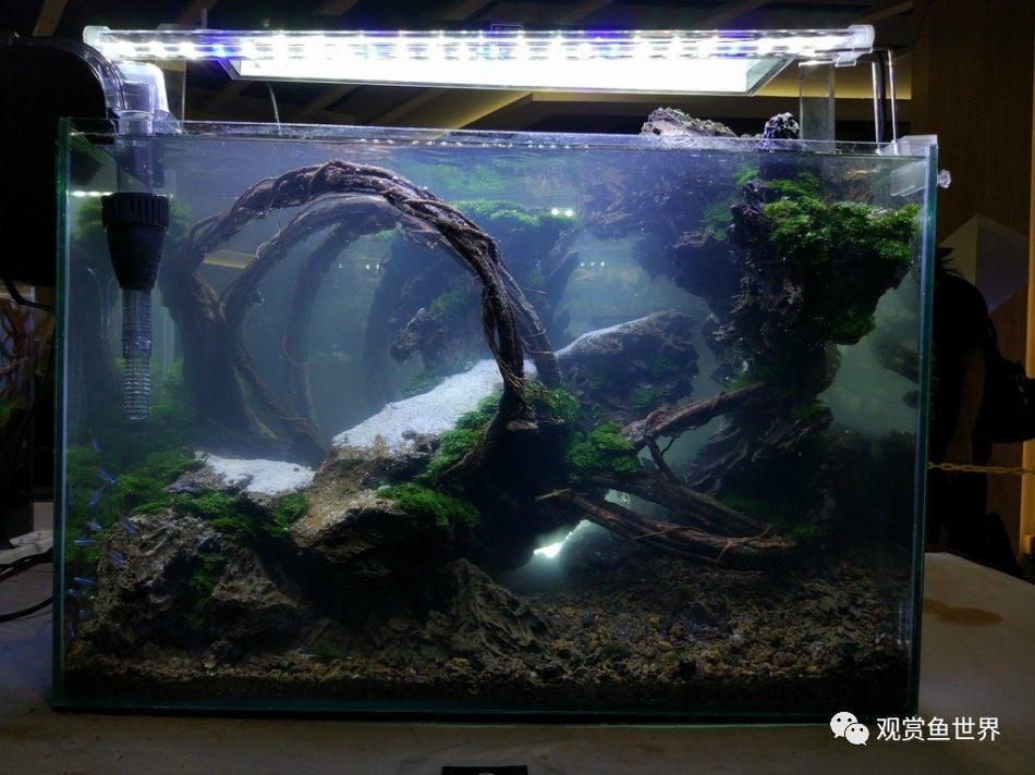 龍魚缸制作視頻教程全集免費觀看：diy龍魚缸制作視頻教程全集免費觀看