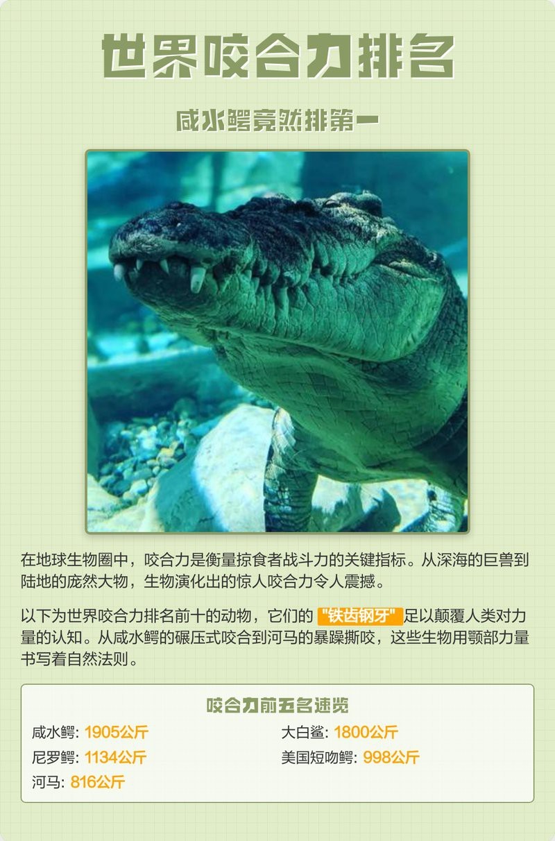 十大鱷魚戰(zhàn)斗力排名