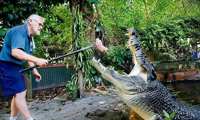 十大鱷魚戰(zhàn)斗力排名