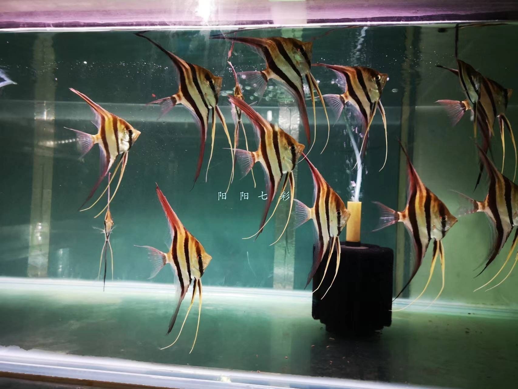 什么品牌魚缸過濾系統最好：魚缸過濾器十大品牌排行榜